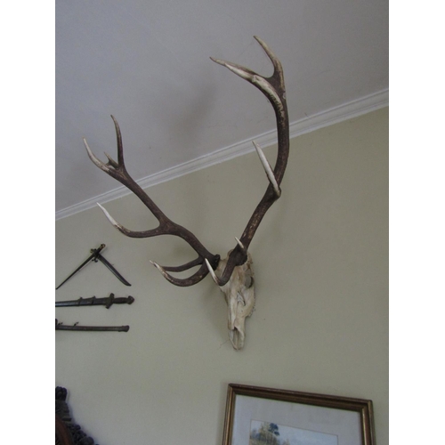 32 - Antlers Wall Mounted Approximately 3ft High