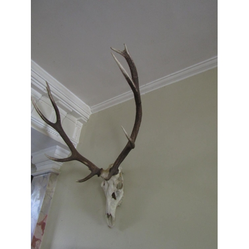 33 - Antlers Wall Mounted Approximately 3ft High