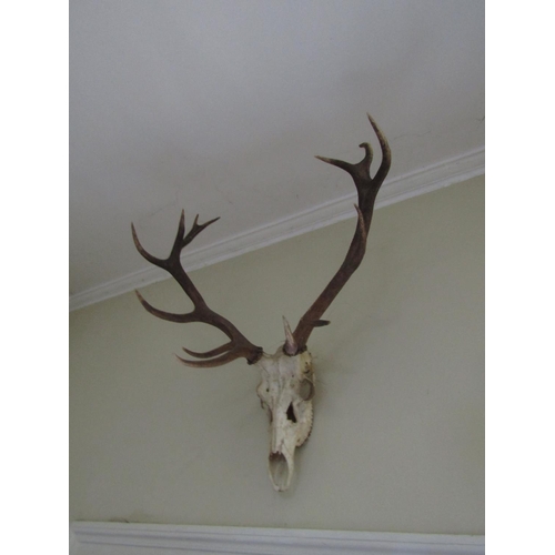 39 - Antlers Wall Mounted Approximately 3ft High