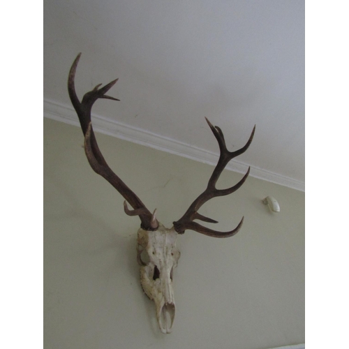 39 - Antlers Wall Mounted Approximately 3ft High