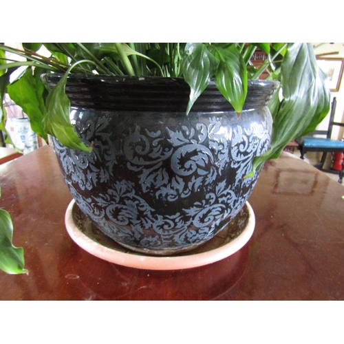 65 - Fired Earthenware Jardiniere with Plant Large Size Approximately 2ft 6 Inches High Total