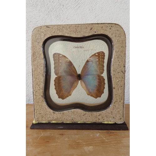 158 - Costa Rican Butterfly Encased in Resin Stand Approximately 6 Inches High x 5 Inches Wide