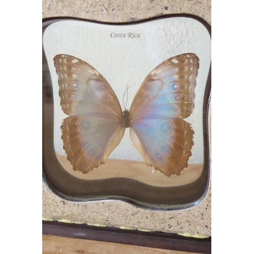 158 - Costa Rican Butterfly Encased in Resin Stand Approximately 6 Inches High x 5 Inches Wide