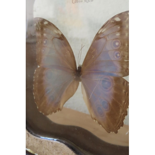 158 - Costa Rican Butterfly Encased in Resin Stand Approximately 6 Inches High x 5 Inches Wide