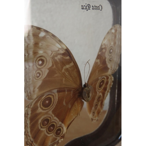 158 - Costa Rican Butterfly Encased in Resin Stand Approximately 6 Inches High x 5 Inches Wide