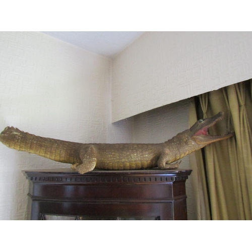 82 - Stuffed Alligator Approximately 2ft Wide