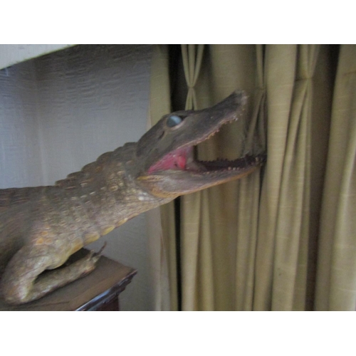 82 - Stuffed Alligator Approximately 2ft Wide