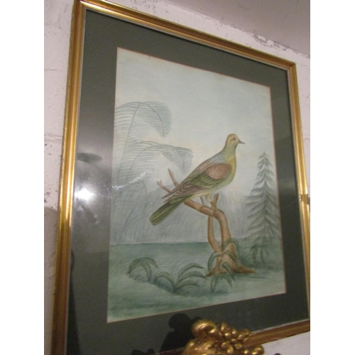 63 - Watercolour Exotic Bird Contained within Gilded Frame Approximately 24 Inches High x 22 Inches Wide