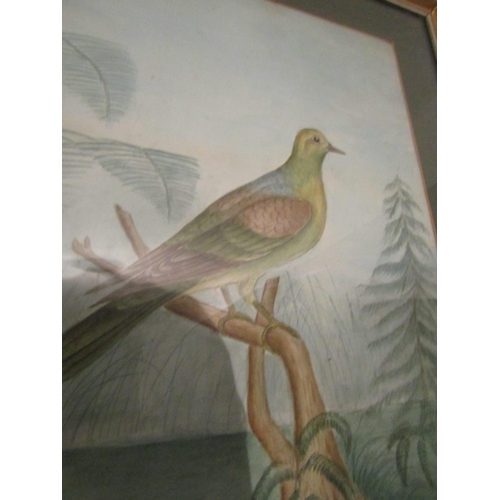 63 - Watercolour Exotic Bird Contained within Gilded Frame Approximately 24 Inches High x 22 Inches Wide