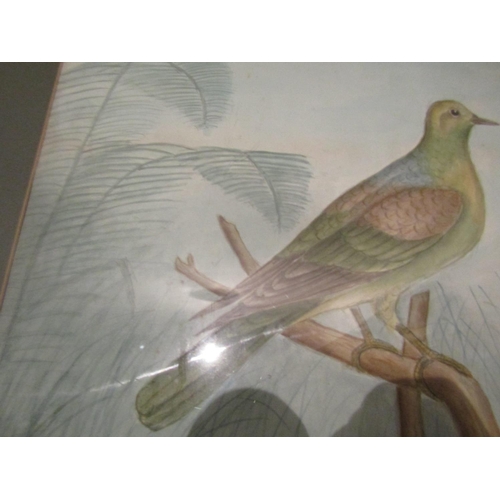 63 - Watercolour Exotic Bird Contained within Gilded Frame Approximately 24 Inches High x 22 Inches Wide