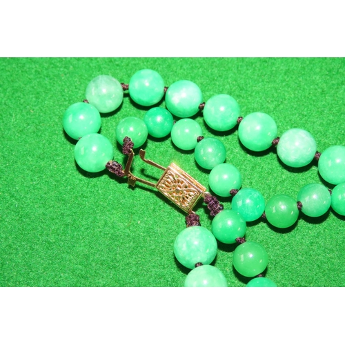 1073 - Carved Jade Twin Strand Bead Necklace of Attractive Colour and Hue with 14 Carat Yellow Gold Clasp S... 