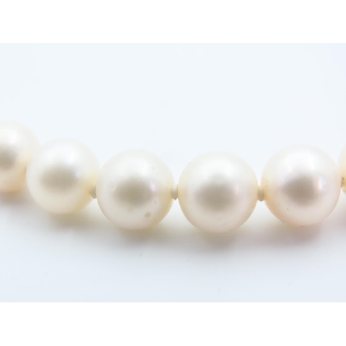 95 - Pearl Single Strand Necklace 14 Carat Yellow Gold Clasp 40cm Long Pearls of Attractive Cream Foam Hu... 