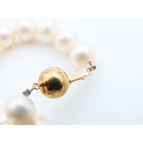 95 - Pearl Single Strand Necklace 14 Carat Yellow Gold Clasp 40cm Long Pearls of Attractive Cream Foam Hu... 