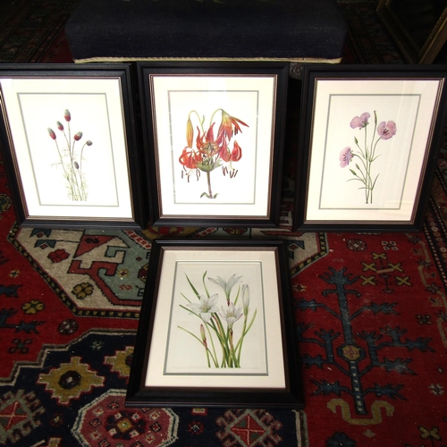 486 - Set of Four Framed Botanical Prints Attractively Detailed Each Approximately 14 Inches High x 10 Inc... 