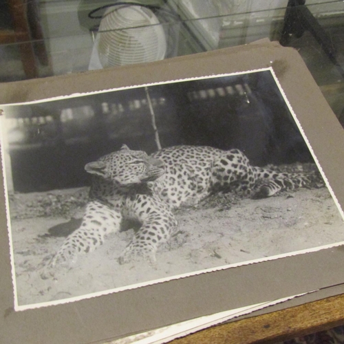 122 - Large Quantity of Edwardian Black and White Safari Photographs contained within Album Approximately ... 