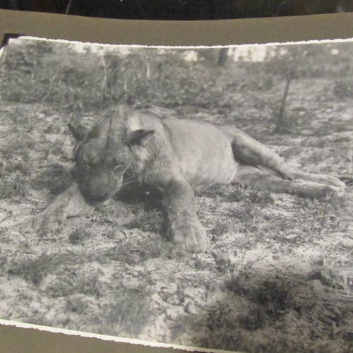 122 - Large Quantity of Edwardian Black and White Safari Photographs contained within Album Approximately ... 