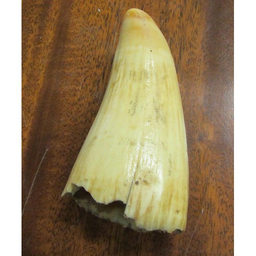 Walrus Tusk Approximately 3 Inches High