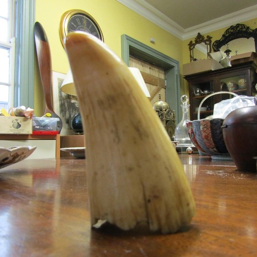 594 - Walrus Tusk Approximately 3 Inches High