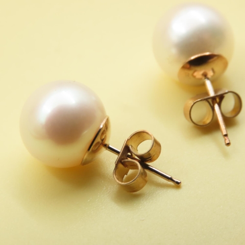 646 - Pair of Pearl Set Stud Earrings Mounted on 9 Carat Yellow Gold As New Unworn