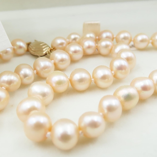 1044 - Noriko Pearl Necklace with 9 Carat Yellow Gold Clasp 40cm Long with Original Presentation Box As New... 