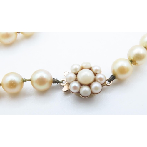 1588 - Pearl Necklace with Floral Motif 9 Carat Yellow Gold Clasp