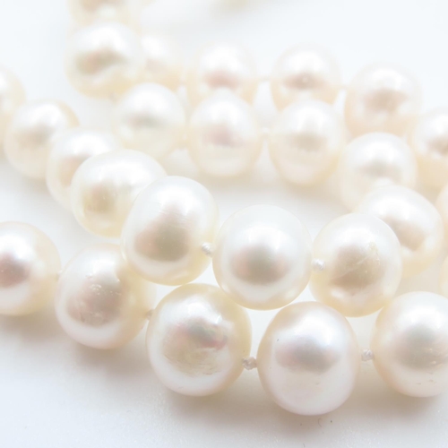 112 - Pearl Necklace 42cm Long with Shell Motif Adorned Clasp