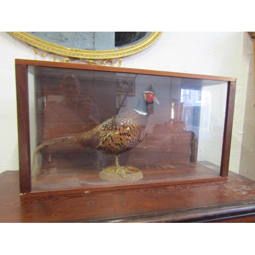 1046 - Stuffed Pheasant Contained within Glazed Mahogany Case Approximately 32 Inches Wide x 16 Inches High