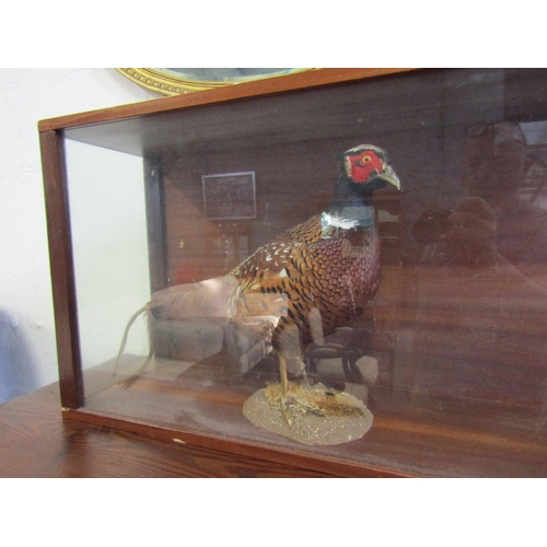 1046 - Stuffed Pheasant Contained within Glazed Mahogany Case Approximately 32 Inches Wide x 16 Inches High