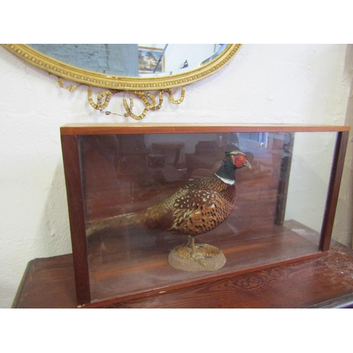 1046 - Stuffed Pheasant Contained within Glazed Mahogany Case Approximately 32 Inches Wide x 16 Inches High