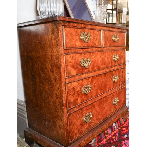 1322 - Burr Walnut Bachelors Chest Finely Constructed Two Short above Three Long Drawers Finely Detailed Th... 