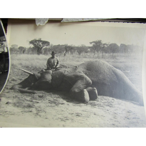 1429 - Album of Edwardian Safari Photographs Black and White Some Large Format Including Elephants Leopards... 