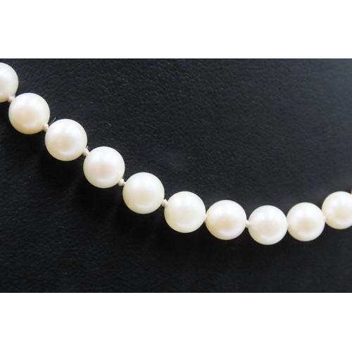 401 - Ladies Pearl Necklace 38cm Long with 14 Carat White Gold Clasp