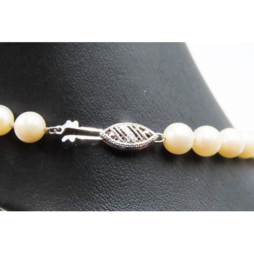 401 - Ladies Pearl Necklace 38cm Long with 14 Carat White Gold Clasp