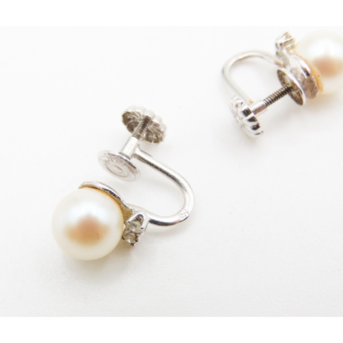 402 - Pair of Pearl Set Ladies Earrings Mounted in 14 Carat White Gold