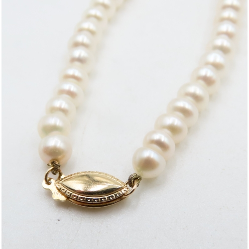 477 - Ladies Pearl Necklace with 14 Carat Yellow Gold Clasp and Pendant Setting 44cm Long