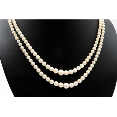 503 - Ladies Two Strand Pearl Necklace with 9 Carat White Gold Clasp Shortest Strand 42cm Long