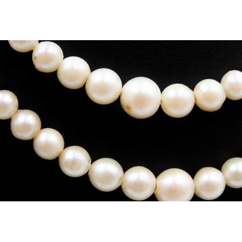 503 - Ladies Two Strand Pearl Necklace with 9 Carat White Gold Clasp Shortest Strand 42cm Long