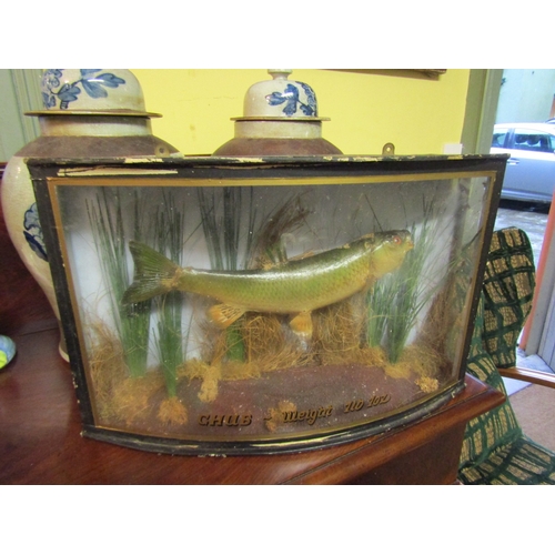 1312 - Stuffed Fish Contained Within Bow Front Glass Frame Case Approximately 2ft Wide