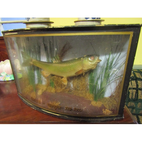 1312 - Stuffed Fish Contained Within Bow Front Glass Frame Case Approximately 2ft Wide