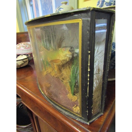 1312 - Stuffed Fish Contained Within Bow Front Glass Frame Case Approximately 2ft Wide