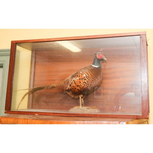 1575 - Stuffed Pheasant Contained Within Rectangular Glazed Case Approximately 32 Inches Wide