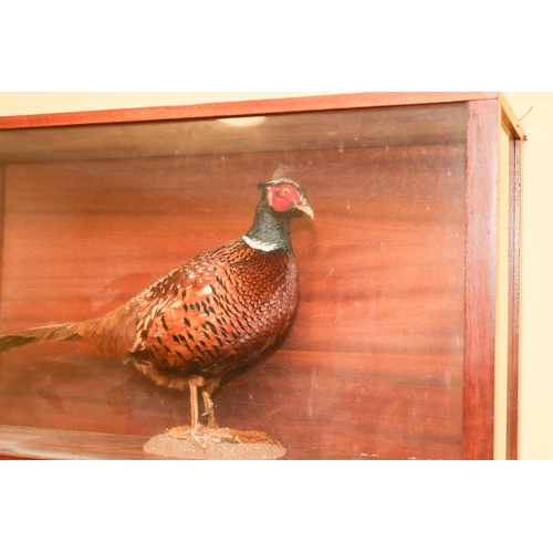 1575 - Stuffed Pheasant Contained Within Rectangular Glazed Case Approximately 32 Inches Wide