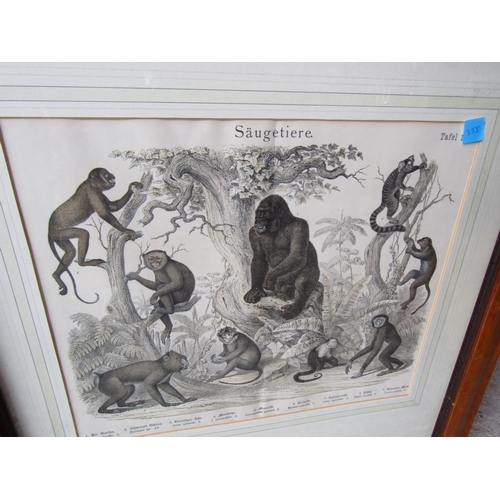 1971 - Two Old Engravings Framed Largest Approximately 14 Inches High x 16 Inches Wide