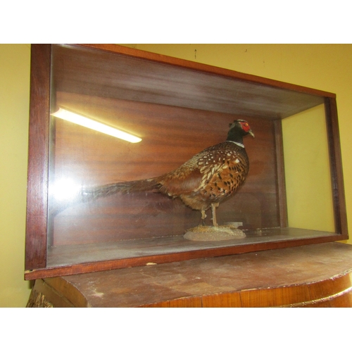 723 - Cased and Stuffed Pheasant Case Approximately 34 Inches Wide