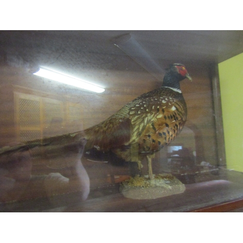 723 - Cased and Stuffed Pheasant Case Approximately 34 Inches Wide