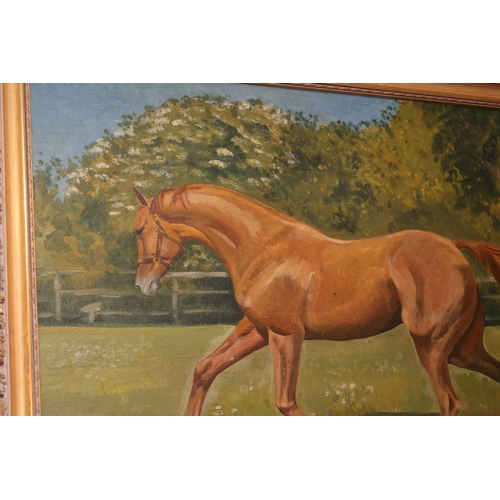 874 - Joan Sleigh Portrait of Chestnut Mare Oil on Canvas Contained Within Gilded Frame Approximately 20 I... 