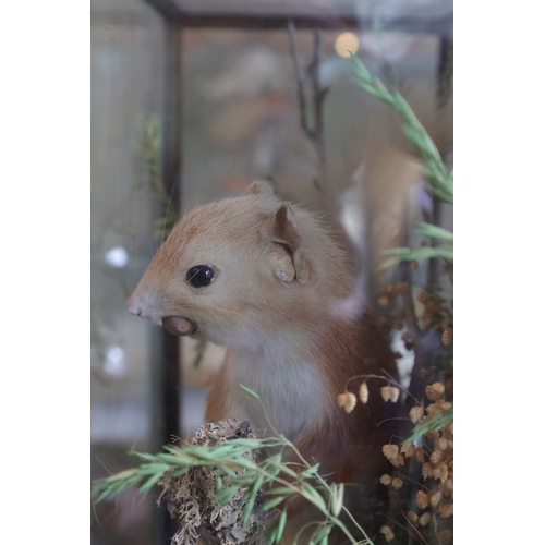 959 - Antique Stuffed Irish Red Squirrel with Acorn in Mouth Naturalistic Setting Contained Within Origina... 