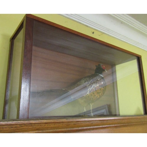 Cased Stuffed Pheasant Case Approximately 30 Inches Wide x 16 Inches High