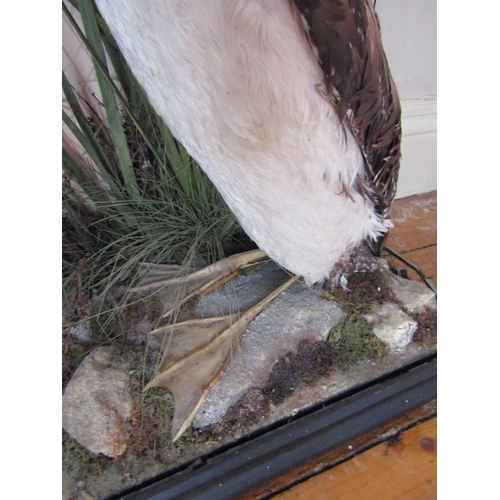 26 - Stuffed Bird Contained Within Semi-Glazed Case  Approximately 2ft High