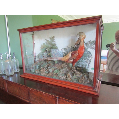 31 - Exotic Bird Contained Within Framed and Glazed Case by John Glennon Dublin Victorian Attractively De... 